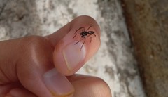 Spartaeus spinimanus