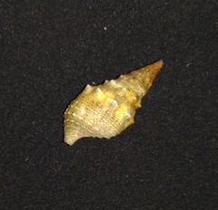 Cerithium maculosum
