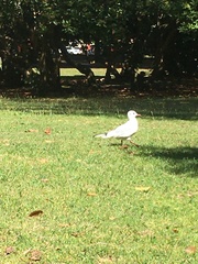 Chroicocephalus ridibundus