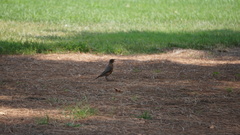 Turdus migratorius
