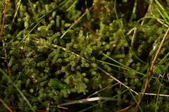 Paludella squarrosa