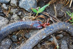 Gymnopis multiplicata