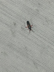 Garganus albidivittis