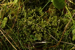 Paludella squarrosa