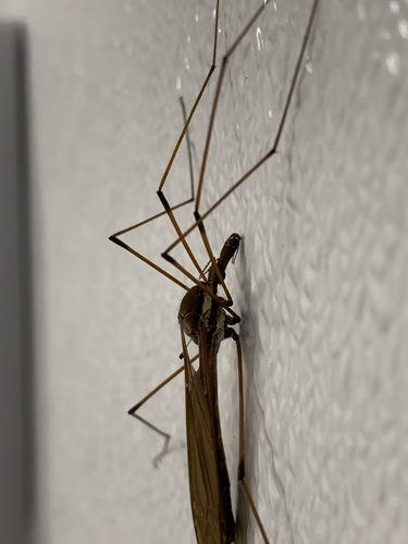 Giant Western Crane Fly photo 4