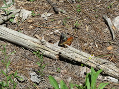 Speyeria nokomis