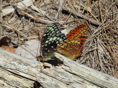 Speyeria nokomis