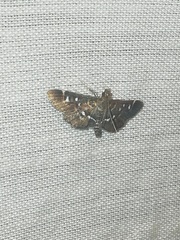 Diathrausta harlequinalis