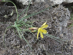 Sisyrinchium pringlei