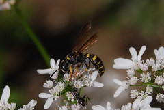 Cerceris atramontensis