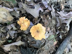 Cantharellus lewisii
