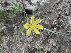 Sisyrinchium pringlei