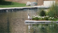 Anas platyrhynchos domesticus