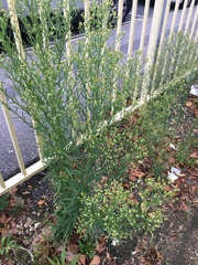 Erigeron sumatrensis