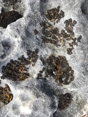 Lathagrium undulatum