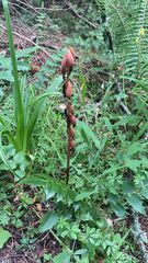 Corallorhiza striata
