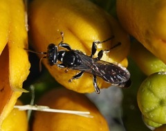 Lyroda