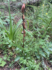 Corallorhiza striata