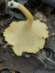 Cantharellus lewisii