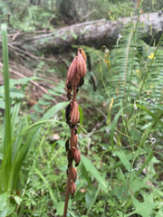 Corallorhiza striata