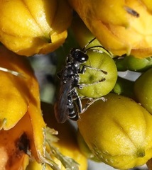Lyroda