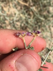 Psorothamnus polydenius