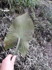 Sagittaria montevidensis