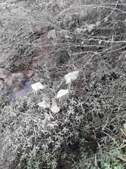 Sagittaria montevidensis