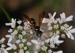 Cerceris atramontensis