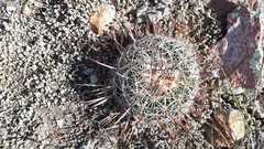 Echinofossulocactus zacatecasensis