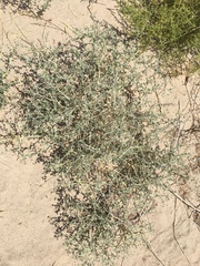 Psorothamnus polydenius