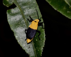 Chauliognathus dimidiatus