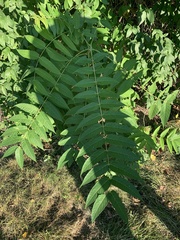 Ailanthus altissima