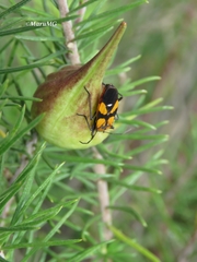 Oncopeltus spectabilis