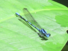 Argia oculata