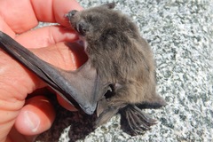 Myotis vivesi