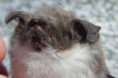 Myotis vivesi