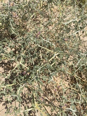 Psorothamnus polydenius