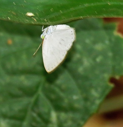 Theope leucanthe
