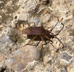 Plinachtus imitator