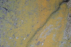 Leproplaca chrysodeta