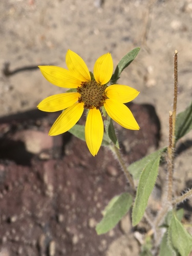 Helianthus deserticola