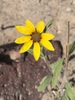 Dune Sunflower - Photo (c) Corey Lange, some rights reserved (CC BY-NC), uploaded by Corey Lange