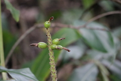 Alpinia kawakamii