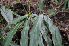 Alpinia kawakamii