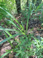 Hymenocallis littoralis