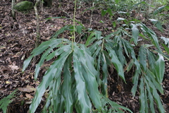 Alpinia kawakamii