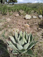 Agave flexispina