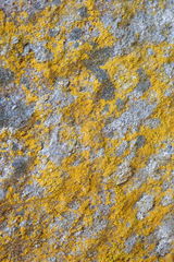 Leproplaca chrysodeta