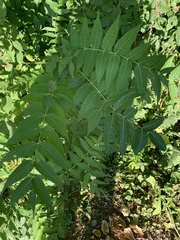 Ailanthus altissima